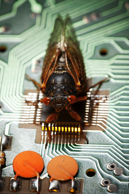 计算机Bug -病毒概念